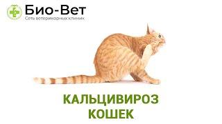 Кальцивироз кошек. Ветеринарная клиника БИО-ВЕТ.
