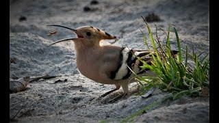 Upupa epops - The Eurasian Hoopoe