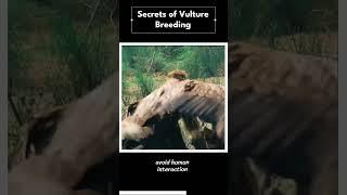 Secrets of Vulture Breeding