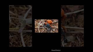 Lady bird spider clip from Discoverize 15 rarest spiders