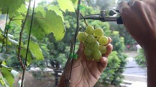 DIY Small Vineyard: Pick Some Grapes