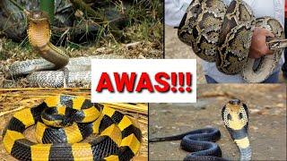 5 jenis ular yang harus kamu hindari jika bertemu di hutan