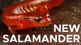 Meet the Carolina Sandhills Salamander | Sci NC