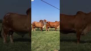 Bull and cow amazing meeting 