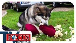 Problemhusky - Ein Fall für den Hundetrainer | Focus TV Reportage