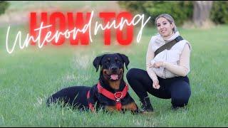 How to Unterordnung mit Rottweiler Elsa | Schritt für Schritt zum Fußlaufen