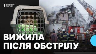 "Щодня ходили на розбір завалів": у Полтаві до сім’ї повернули кішку, яку знайшли на третій день