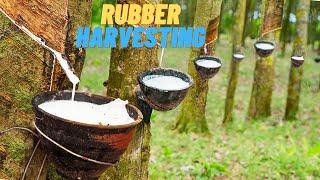 How Rubber Is Harvested from Millions Of Hevea Trees | Latex Extraction To Mattresses And Gloves