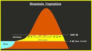 Mountain Vegetation