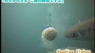 釣り場で見た魚の捕食シーン特集　怒涛の120個【水中カメラ映像】Feeding Fishes