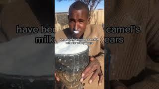 camel milk for first time #somalia #somaliland #camelmilk #camelmilkbenefits #camelmilksomalia