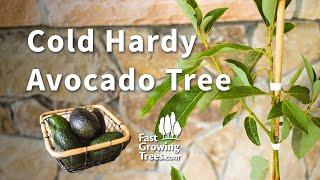 Cold Hardy Avocado Tree | FastGrowingTrees.com