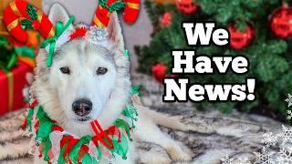 My Husky Has A BIG Surprise Holiday Christmas Card Exchange 2024