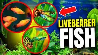Why Livebearer Aquarium Fish Are Great For Beginners...