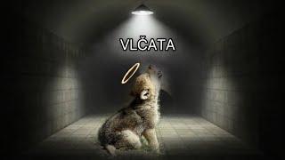 KUŘIMSKÁ SEKTA: Vlčata