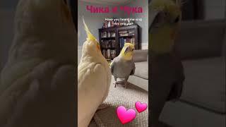 Cockatiel mating call. Cockatiel mating #cockatiel #корелла #fannyvideo #BestParrotCockatiel