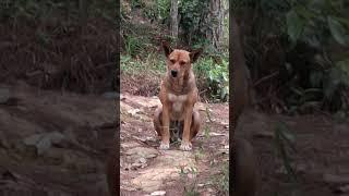 #Chú chó dễ thương #shortvideo