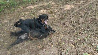 rottweiler dog attack video | rottweiler fight video | dog fight video @THEROTT