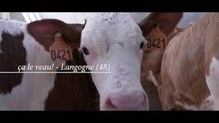 48 secondes en Lozère   Marché aux Veaux   Langogne 48