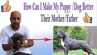 Can I Make Puppy | Dog Better | Bigger | Heavier | Muscular Than Their Mother | Father | BholaShola