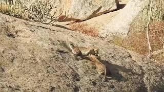 Territorial fight between Leopards at Jawai Leopard Conservation Reserve