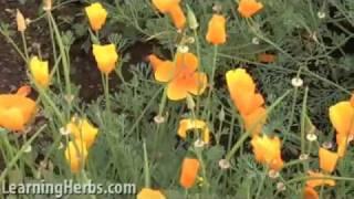 California Poppy, Eschscholzia californica