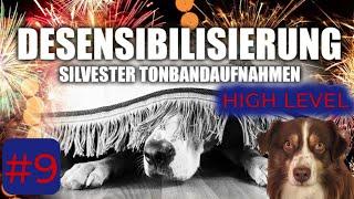 Silvester kommt näher und der Krach wird lauter ️ So wird deinem Hund Silvester egal werden #9