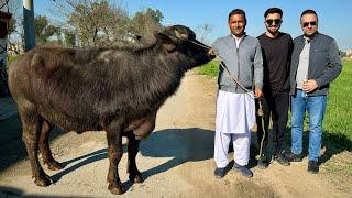 Zain Ul Abadin Bhai Ka Walima @Zainulabadinvlogs  | Mubashir Saddique | Village Food Secrets