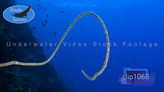 1068_White whip coral blue ocean. HD Underwater Royalty Free Stock Footage