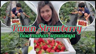 (PANEN STRAWBERRY DI LENA STRAWBERRY FARM // MAMA BUL DI PERTH)