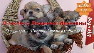 В гостях у Людмилы Ивановны. Чихуахуа... Попробуйте не влюбиться!