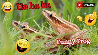 Catching Funny frog make you laugh | honey Cute frog live LIVE ️ ep-13