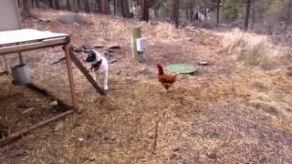 Shep - Chicken Herder