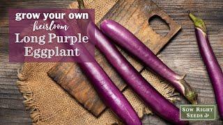 Sow Right Seeds | Long Purple Eggplant