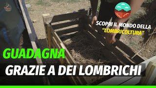 Come funziona e quanto puoi guadagnare da un allevamento di lombrichi con cui produrre humus?