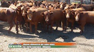 Manejo alimenticio del angus en Fortín Esperanza - Aníbal Jacobsen