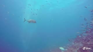 Wicked Diving Komodo - Batu Bolong so many fish everywhere