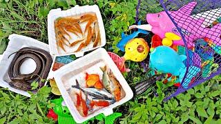 Find treasure box, goldfish, koi fish, ornamental fish, sea animal toys shark, pop it.part104