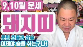 [띠별 운세] 9,10월 돼지띠 운세 문서 이동 재물 부부 연애 건강 자녀 학업 직장 이동 이사 운의 흐름과 상승 터 고사 전문 무지개 동자 ️010 4659 8019