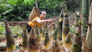 Harvesting giant bamboo shoots goes to market sell - Cooking | Ly Thi Tam