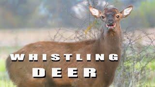 How the deer whistles. The call of the Sika Deer.