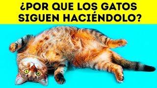 ¿Por qué los gatos se tumban de espaldas cuando te ven?