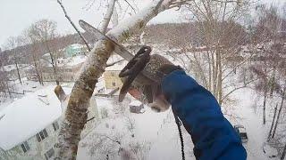 Арбористика в России зимой от первого лица Arboristics in Russia in winter