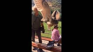 Spectacular Falcon Show Almaty Kazakhstan - Dook International