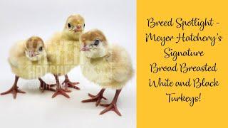 Breed Spotlight - Meyer Hatchery's Signature Broad Breasted Turkeys!