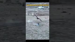 Golden eagle vs peregrine falcon #trending #viralvideo #youtubeshorts #peregrinefalcon #falcon#eagle