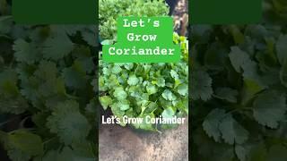 Let’s Grow Coriander  Dhaniya kaise ugaayein  #coriander  #gardening #shorts #bloom_bliss #tips