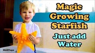 Magic Grow STARFISH unboxing | Grows 600 percent Mega Grow by JA-RU