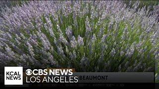 Lavender Festival at 123 Farm | SoCal Spotlight