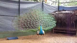 Peafowl and White peafowl (Pavo cristatus)